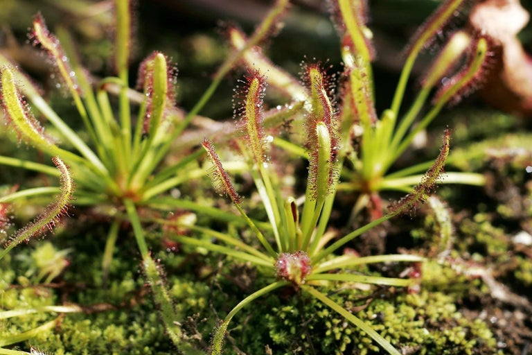 Gros plan sur une plante de droséra avec des bras de capture.