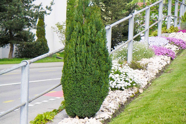 Säulenzypresse im Garten mit Steinen und Blumen