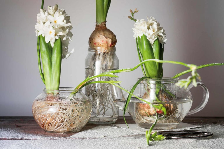 Trois jacinthes dans des verres avec de l'eau et des racines.