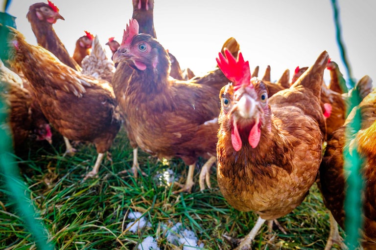 Gros plan d'un groupe de poulets à l'extérieur sur un sol herbeux
