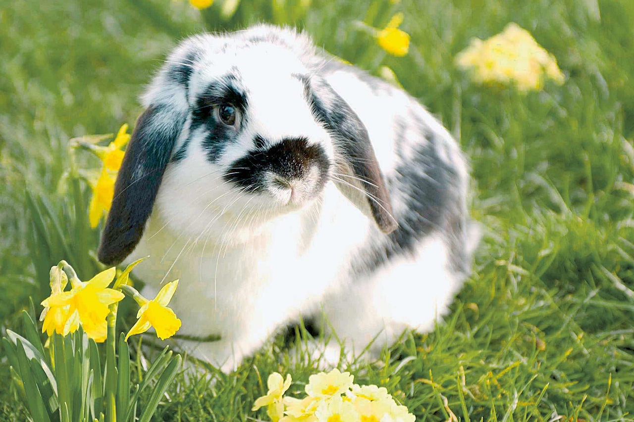 Ein Widderkaninchen sitzt zwischen Narzissen im Garten.