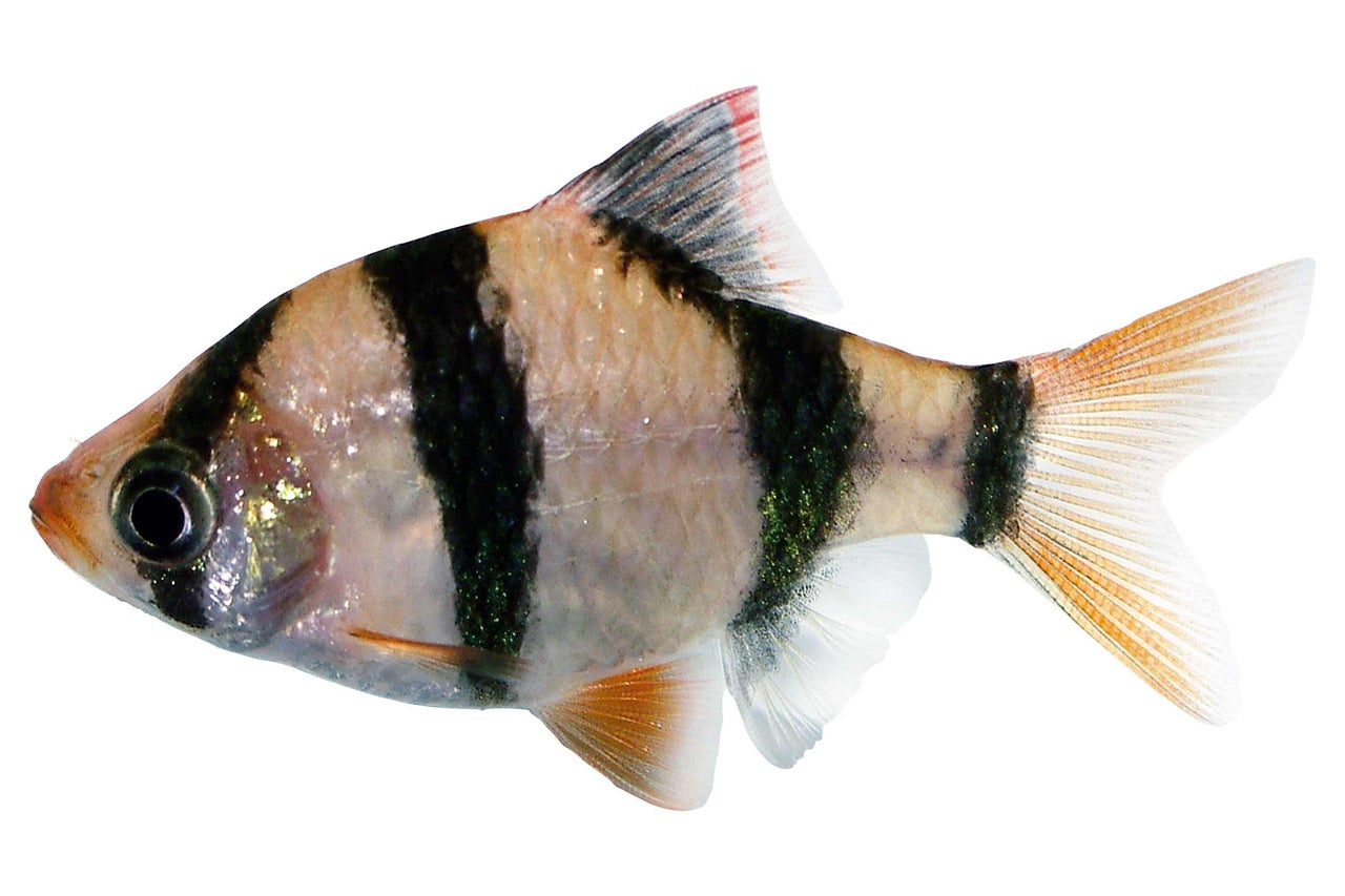 Barbus de Sumatra