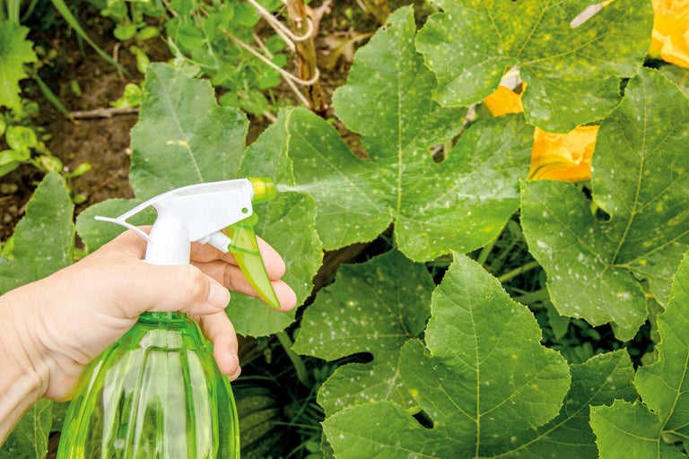 Un spray insecticide est pulvérisé sur des plantes infestées par des parasites.