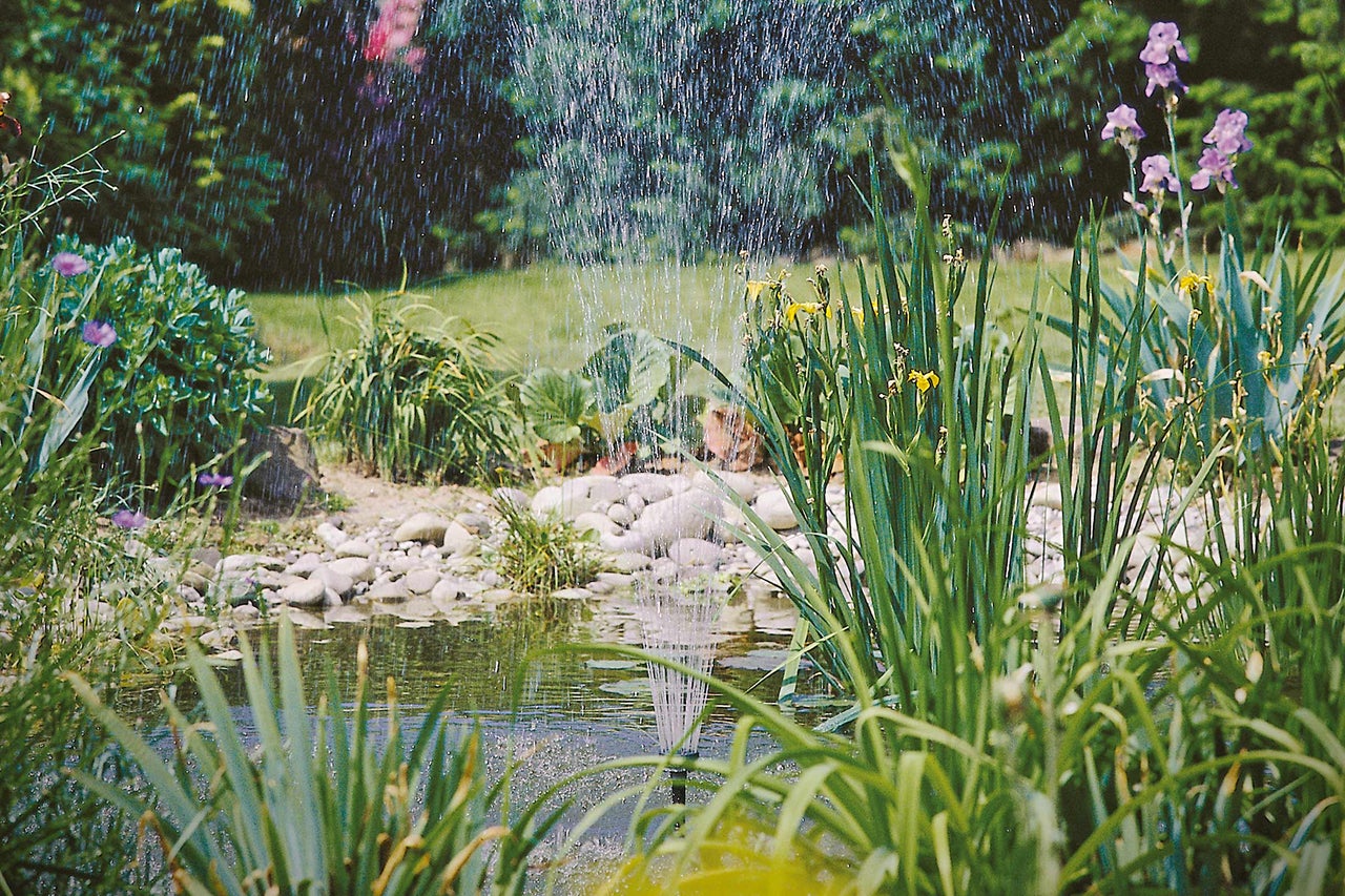 Bassin de jardin avec fontaine et végétation riveraine luxuriante