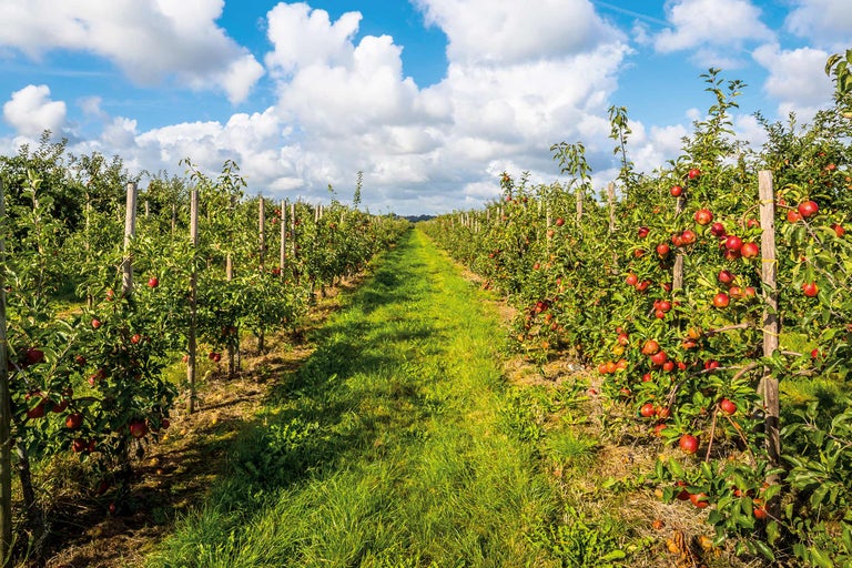 Apfelplantage mit Grasweg und Apfelbäumen unter blauem Himmel