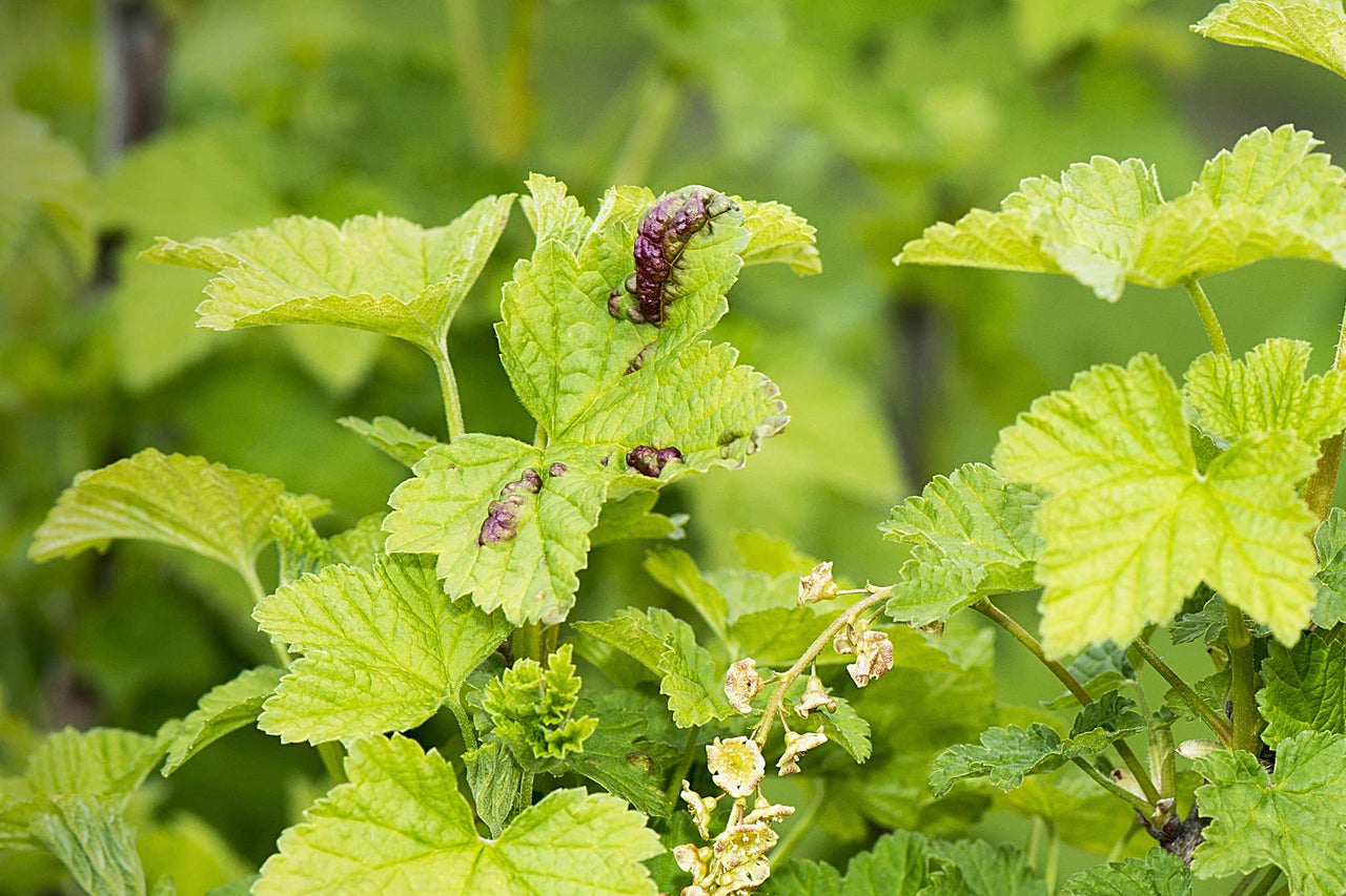 Groseillier avec feuilles infestées