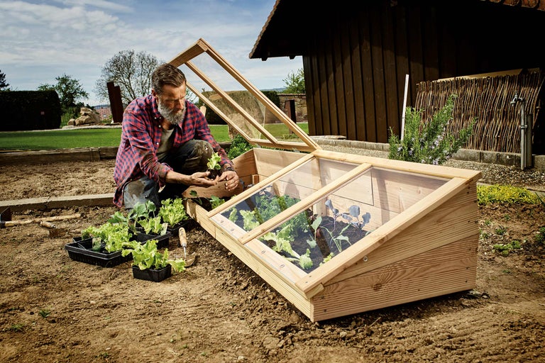 Mann pflanzt Setzlinge in ein Frühbeet aus Holz mit Fenster