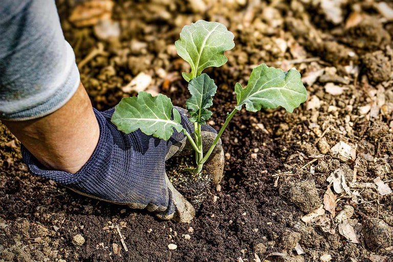 Une personne plante un plant de légumes dans le jardin.