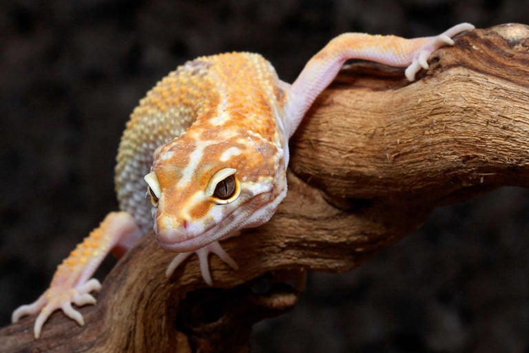 Prendre soin des animaux de terrarium