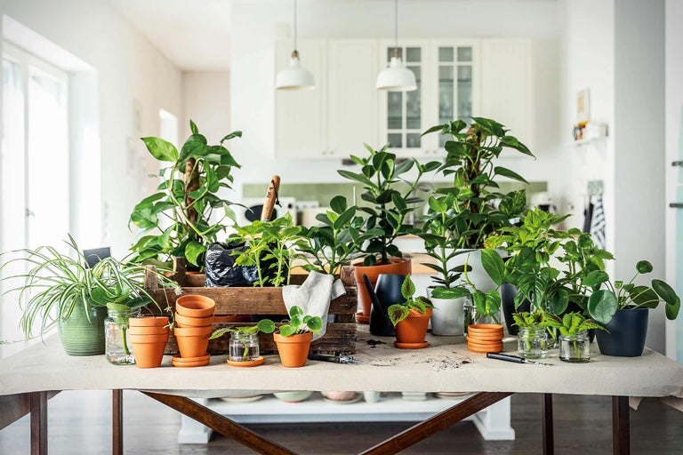 Arrangement de plantes d'intérieur, de pots et d'outils de jardinage sur une table dans une pièce lumineuse.
