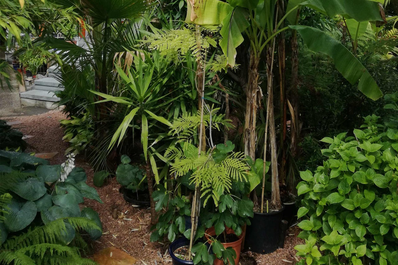 Aménagement de jardin avec diverses plantes, dont des bananiers et des fougères en pots.