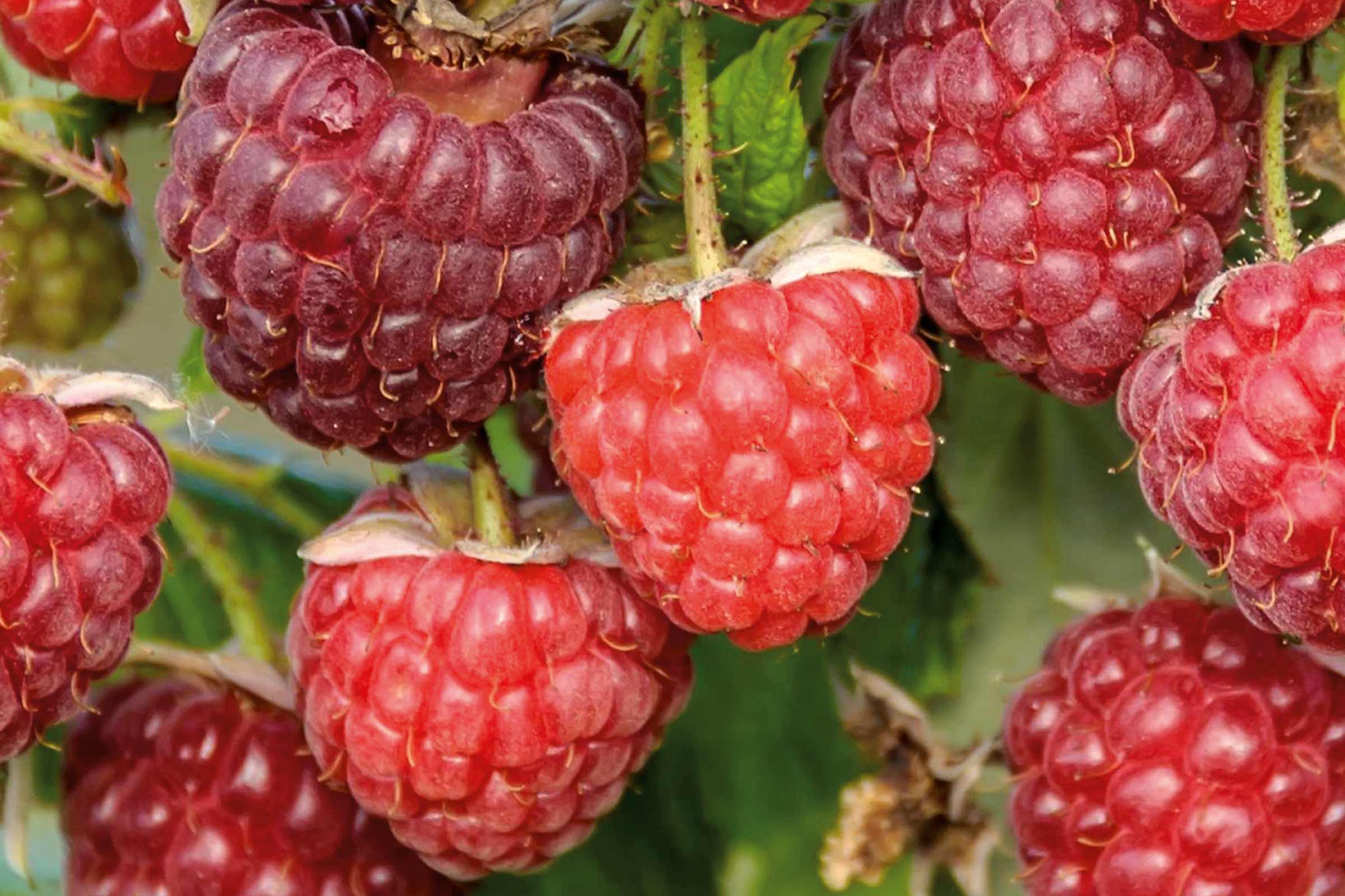 Gros plan de framboises sur un arbuste