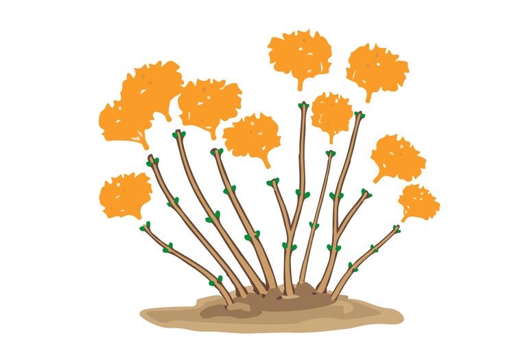 Illustration einer blühenden Pflanze im Garten