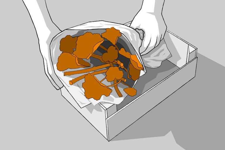 Illustration von zwei Händen, die einen Strauß aus Herbstblättern und Zweigen in einer Kiste halten