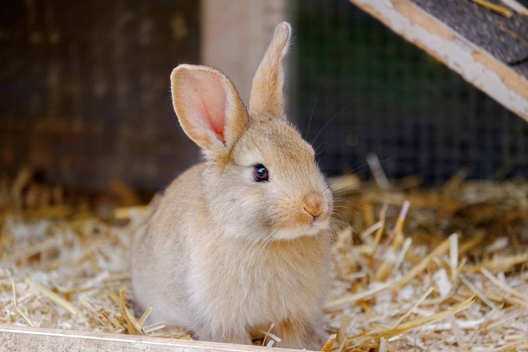 Un lapin brun est assis dans la paille.