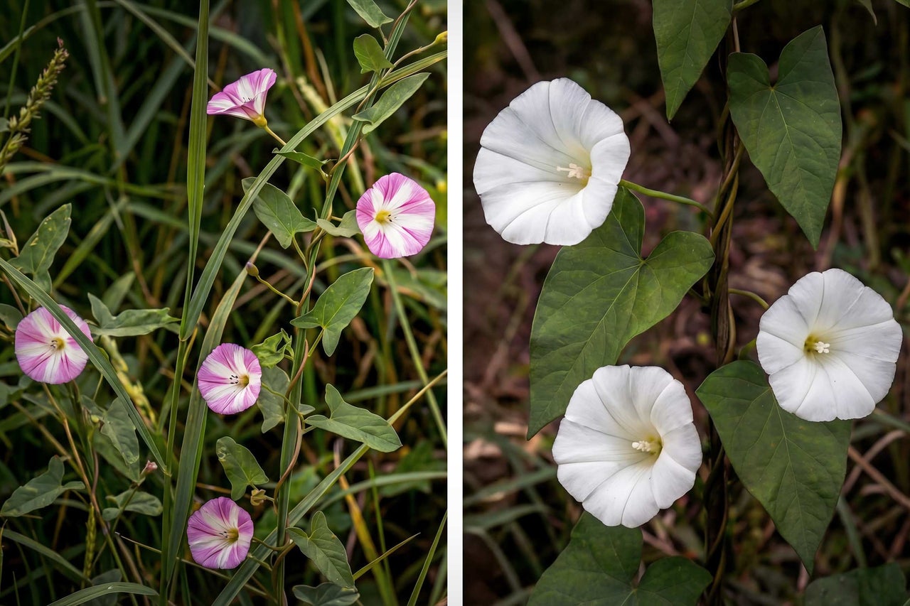 Fleurs de liseron des haies en blanc et rayées
