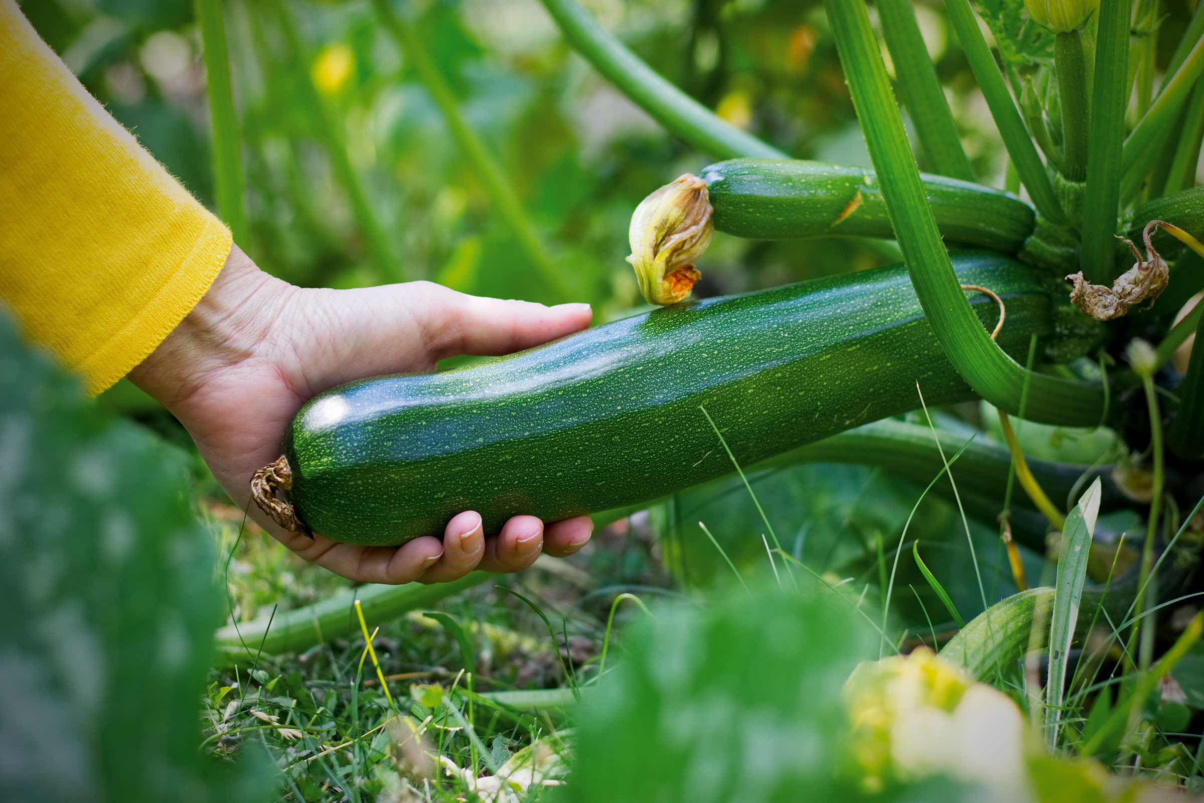 Hand hält Zucchini im Garten
