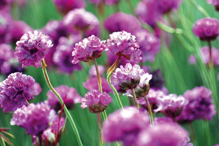 Nahaufnahme von Strandnelken im Gartenbeet