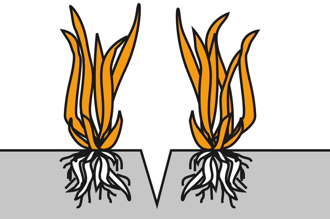 Illustration de deux jeunes plantes avec racines dans le sol