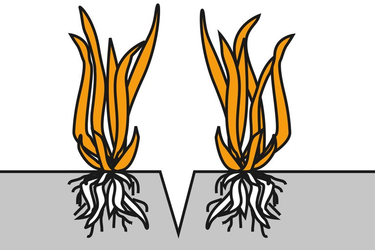 Illustration de deux jeunes plantes avec racines dans le sol