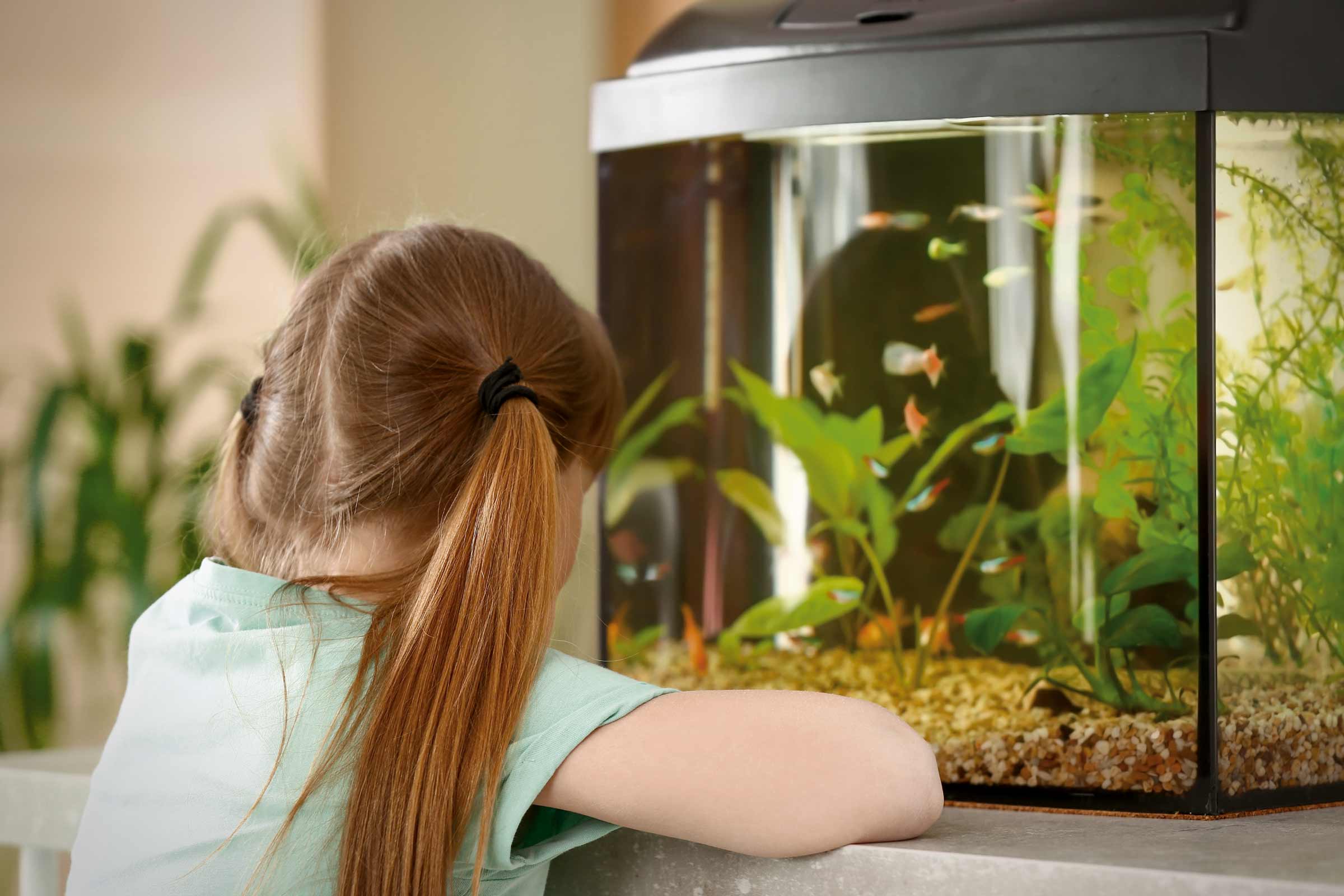Fille regardant un aquarium avec des poissons et des plantes