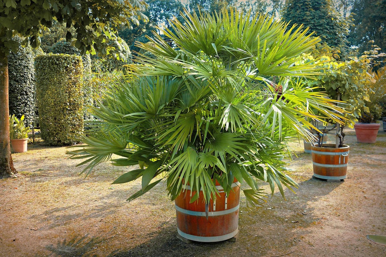 Palmier chanvre de Chine dans un bac à plantes en forme de tonneau en bois