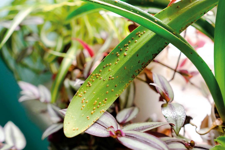 Nahaufnahme eines Pflanzenblattes mit Schädlingsbefall