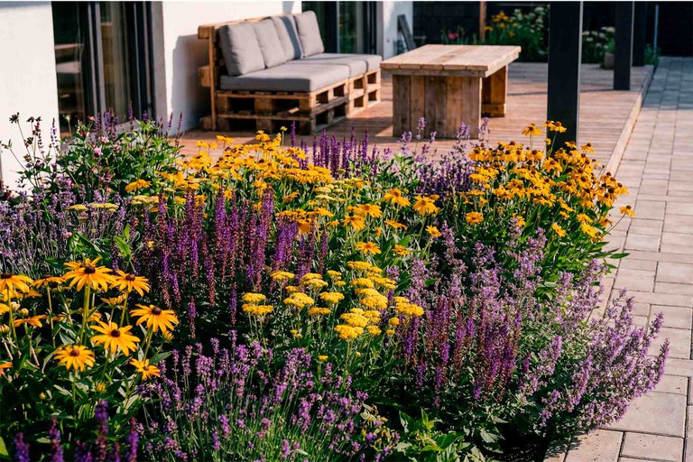 Un jardin ensoleillé avec un parterre de fleurs vivaces jaunes et violettes devant une terrasse en bois avec un canapé en palettes et une table.