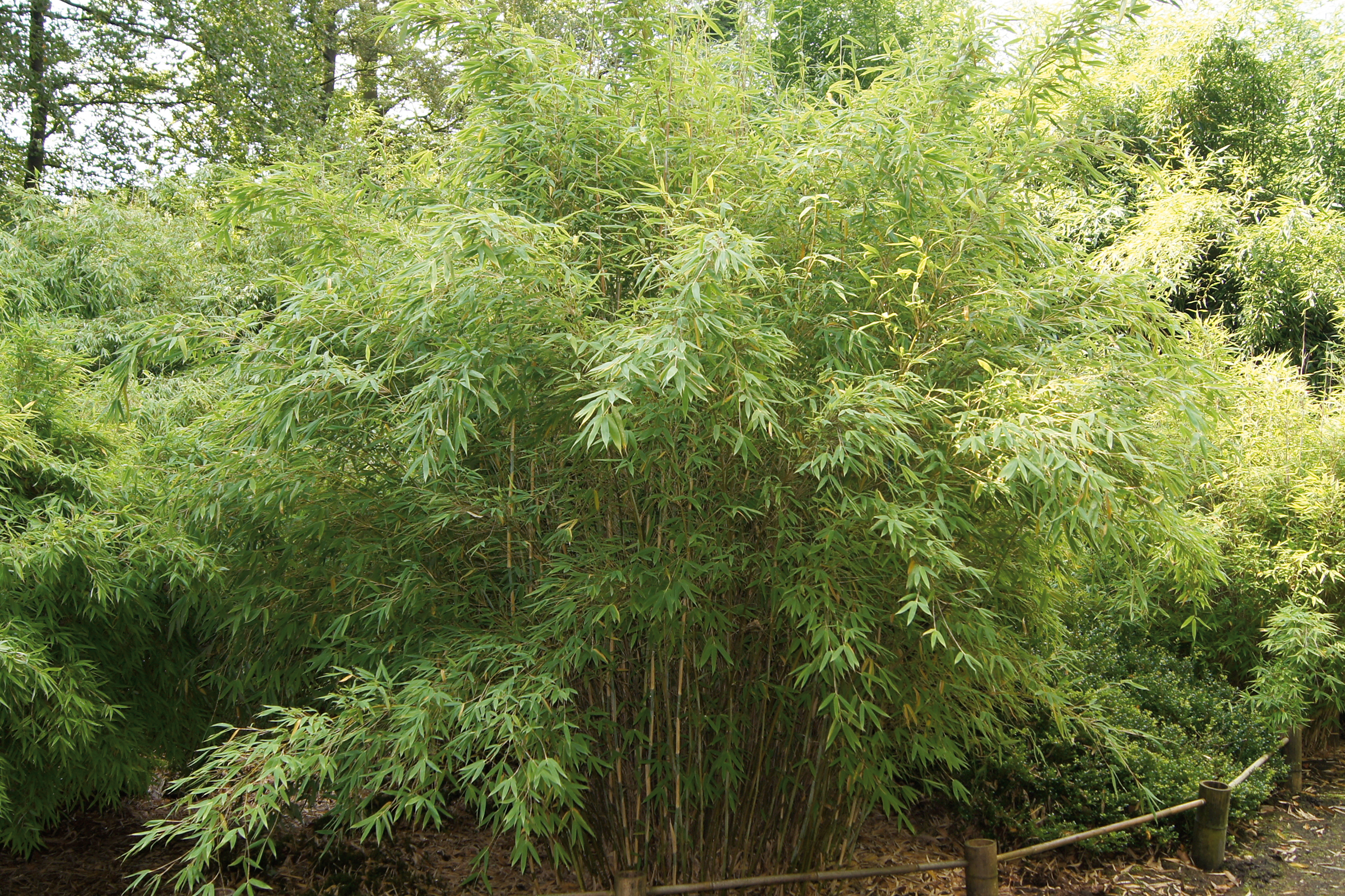 Bambuspflanze im Garten