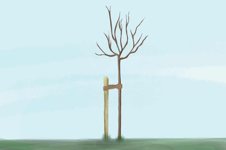 Baum mit Baumstütze im Garten