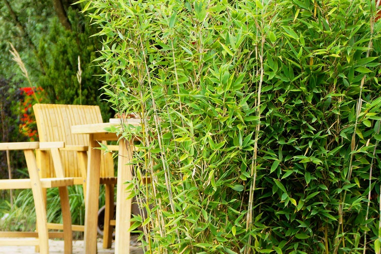 Gartenszene mit Bambuspflanzen und Holzmöbeln