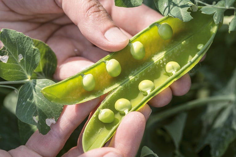 Gros plan sur une cosse de pois ouverte dans une main, montrant des pois verts