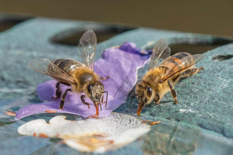 Deux abeilles boivent de l'eau sur une fleur dans un bassin