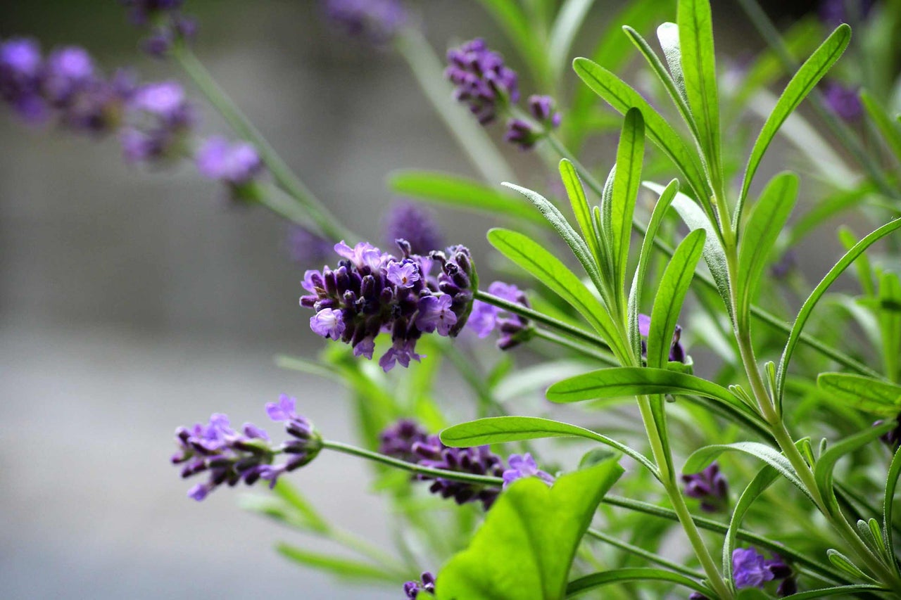 Gros plan de fleurs et de feuilles de lavande