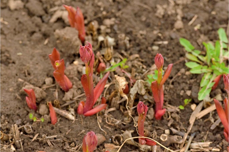 Frische Triebspitzen von Stauden im Gartenboden.