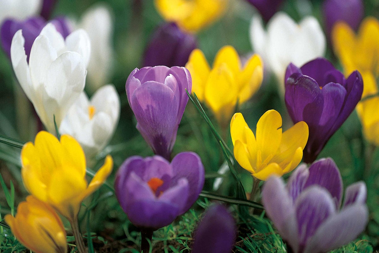 Nahaufnahme von Krokusblüten in Weiß, Gelb und Lila im Garten