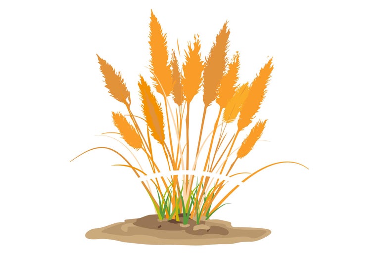 Illustration d'herbe ornementale avec des épis sur une butte de terre