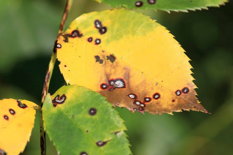 Feuilles atteintes de champignons