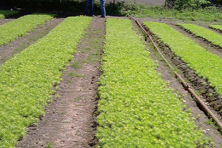 Champ de semis en rangées avec système d'irrigation