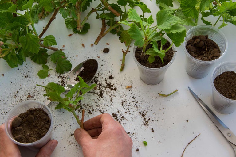 Szene der Vermehrung von Pflanzen mit Stecklingen, inklusive Stecklinge, Pflanzgefäße mit Erde, Gartenschere und Löffel