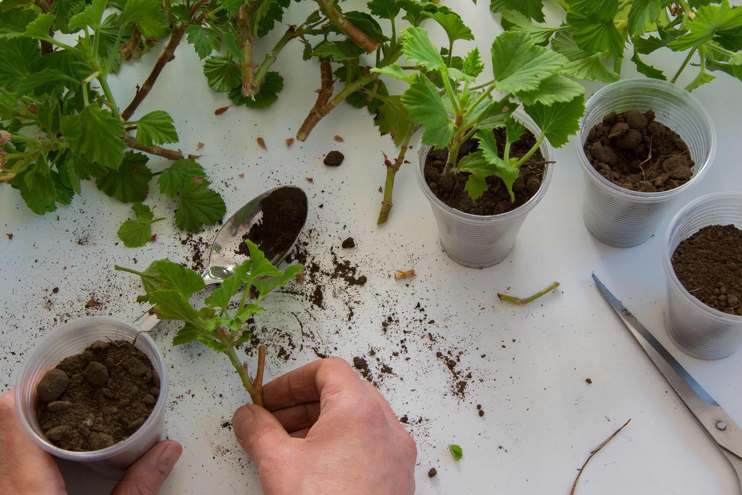 Scène de multiplication de plantes par bouturage, comprenant des boutures, des pots de fleurs avec de la terre, un sécateur et une cuillère