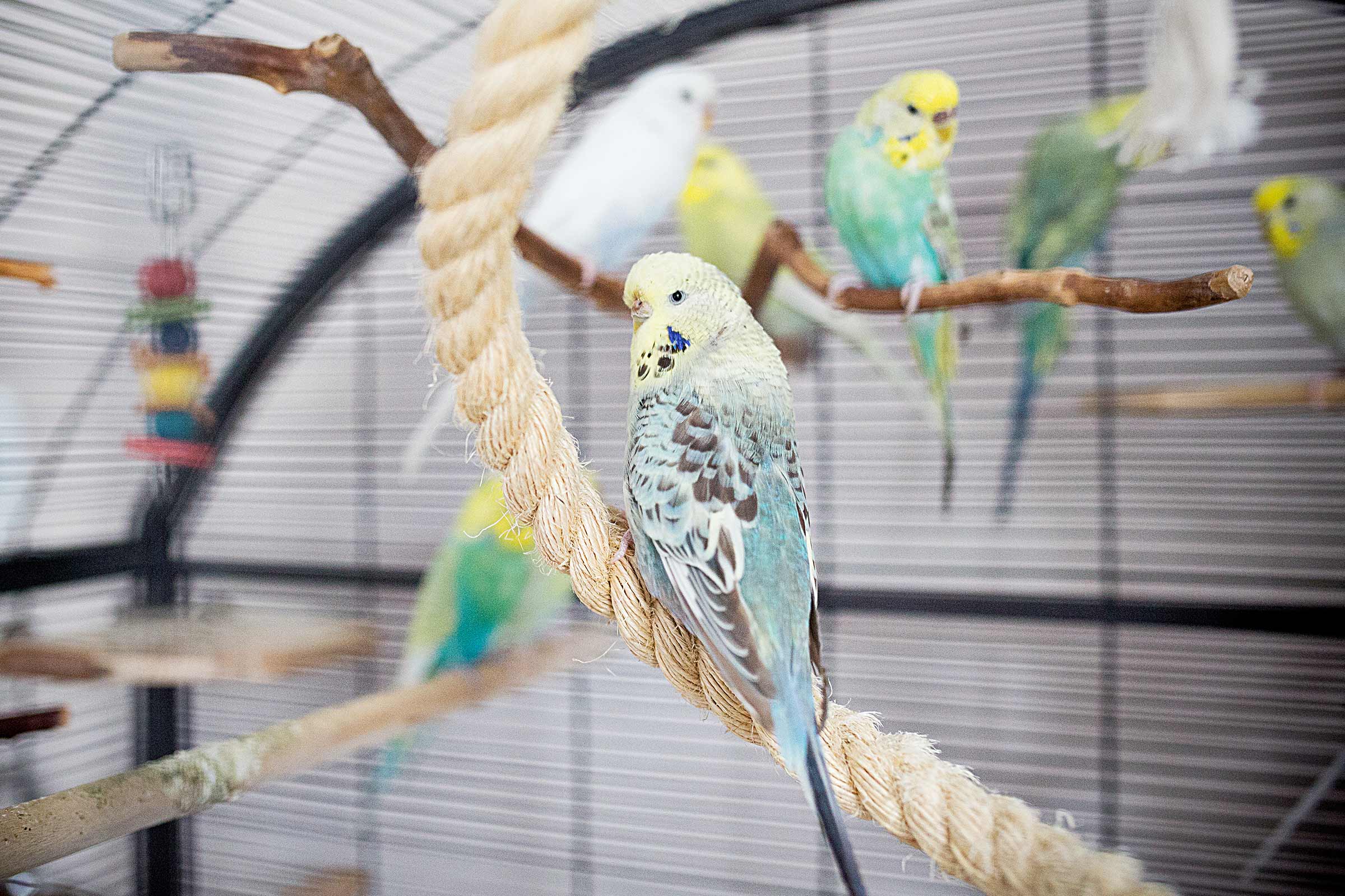 Wellensittiche in einem Vogelkäfig mit Ästen und Seil