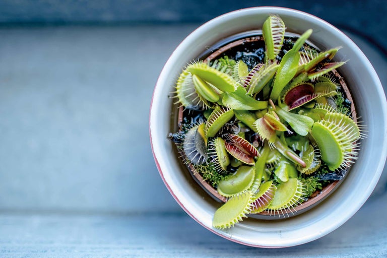 Entretenir les plantes carnivores