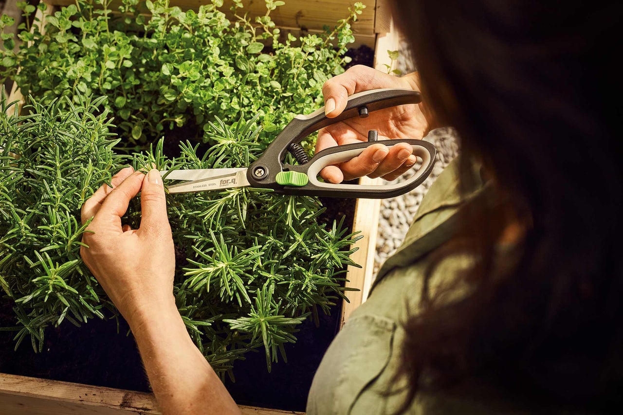Une personne coupe des herbes aromatiques avec des ciseaux à herbes dans le jardin.