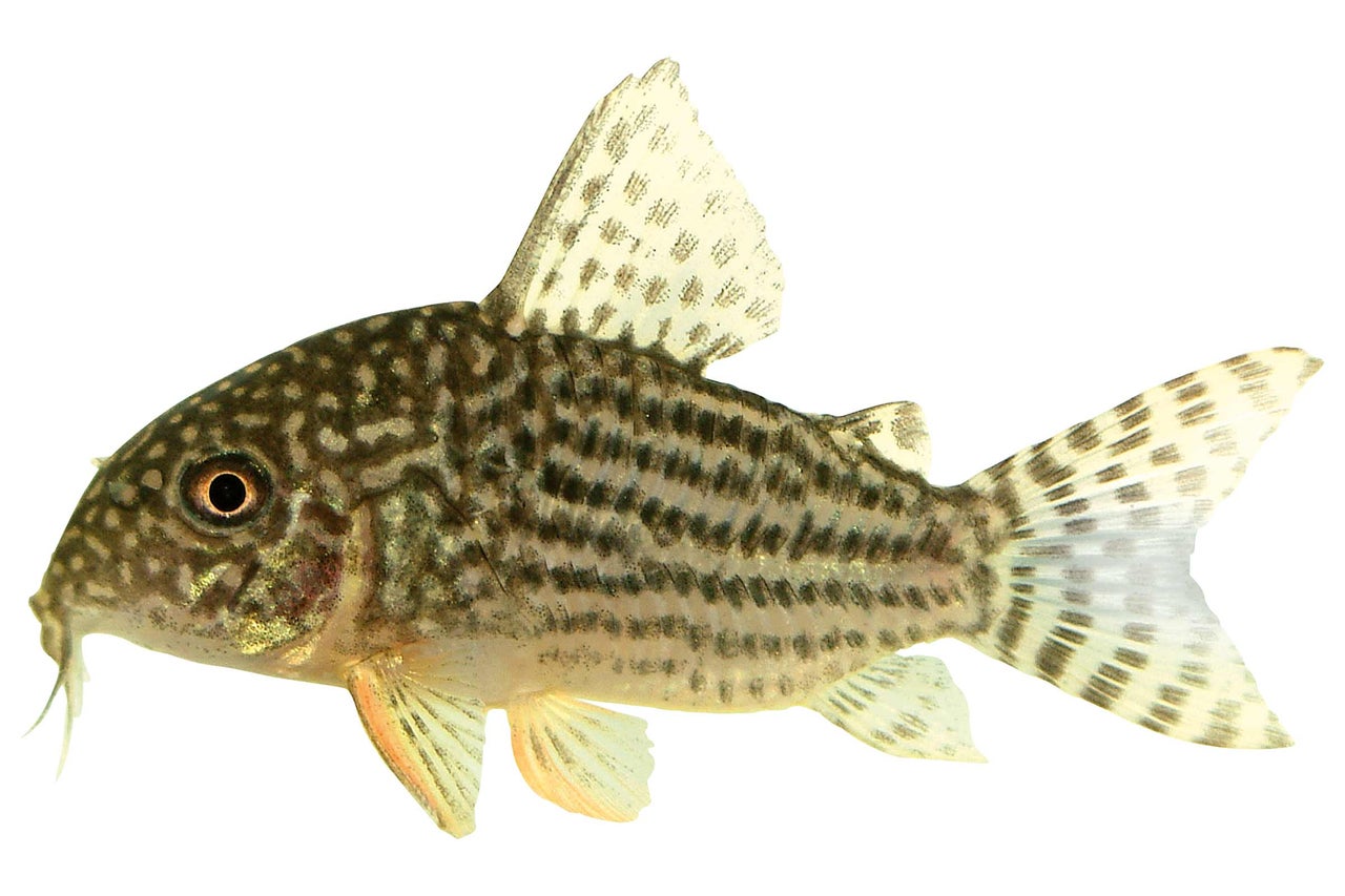 Corydoras tacheté