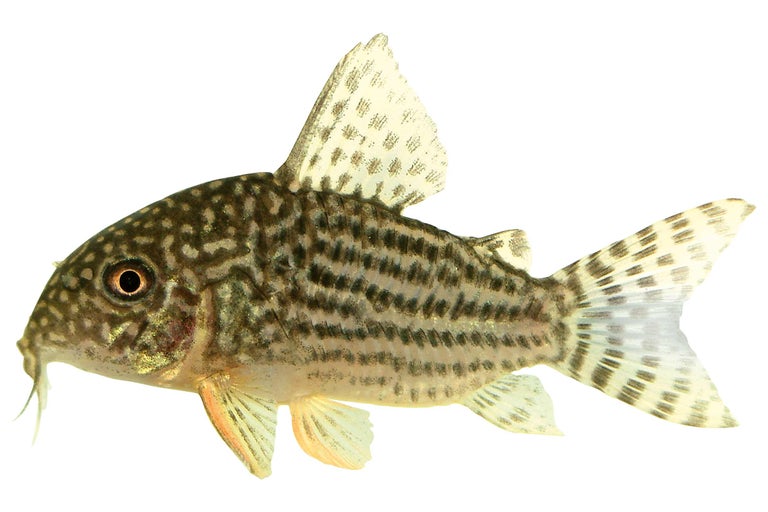 Gepunkteter Panzerwels