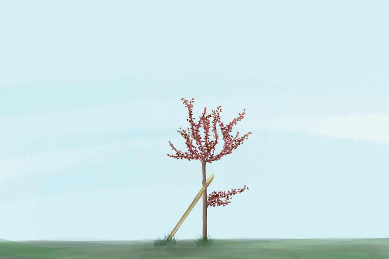 Junger Baum mit Stützpfahl im Garten