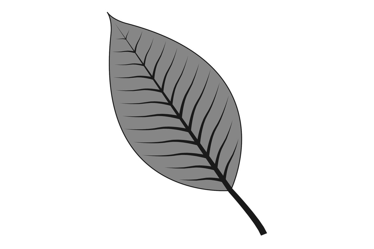 Illustration d'une seule feuille
