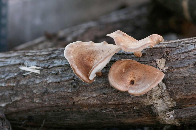 Trois champignons shiitake sur une bûche