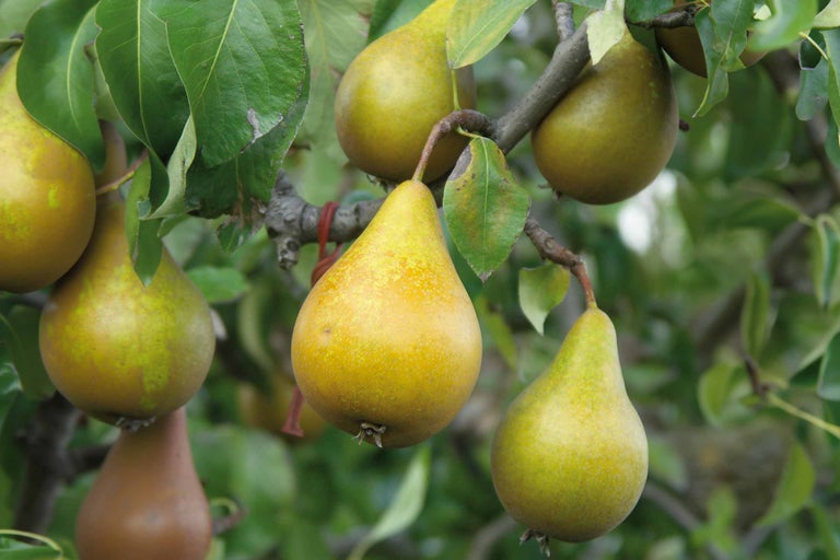 Birnenbaum mit reifen Früchten